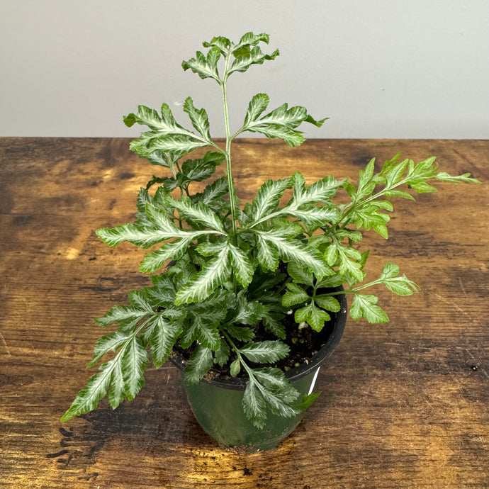 Pteris 'Silver Lace Fern'