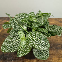 Load image into Gallery viewer, Fittonia Assorted Nerve Plant