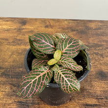 Load image into Gallery viewer, Fittonia Assorted Nerve Plant