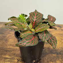 Load image into Gallery viewer, Fittonia Assorted Nerve Plant