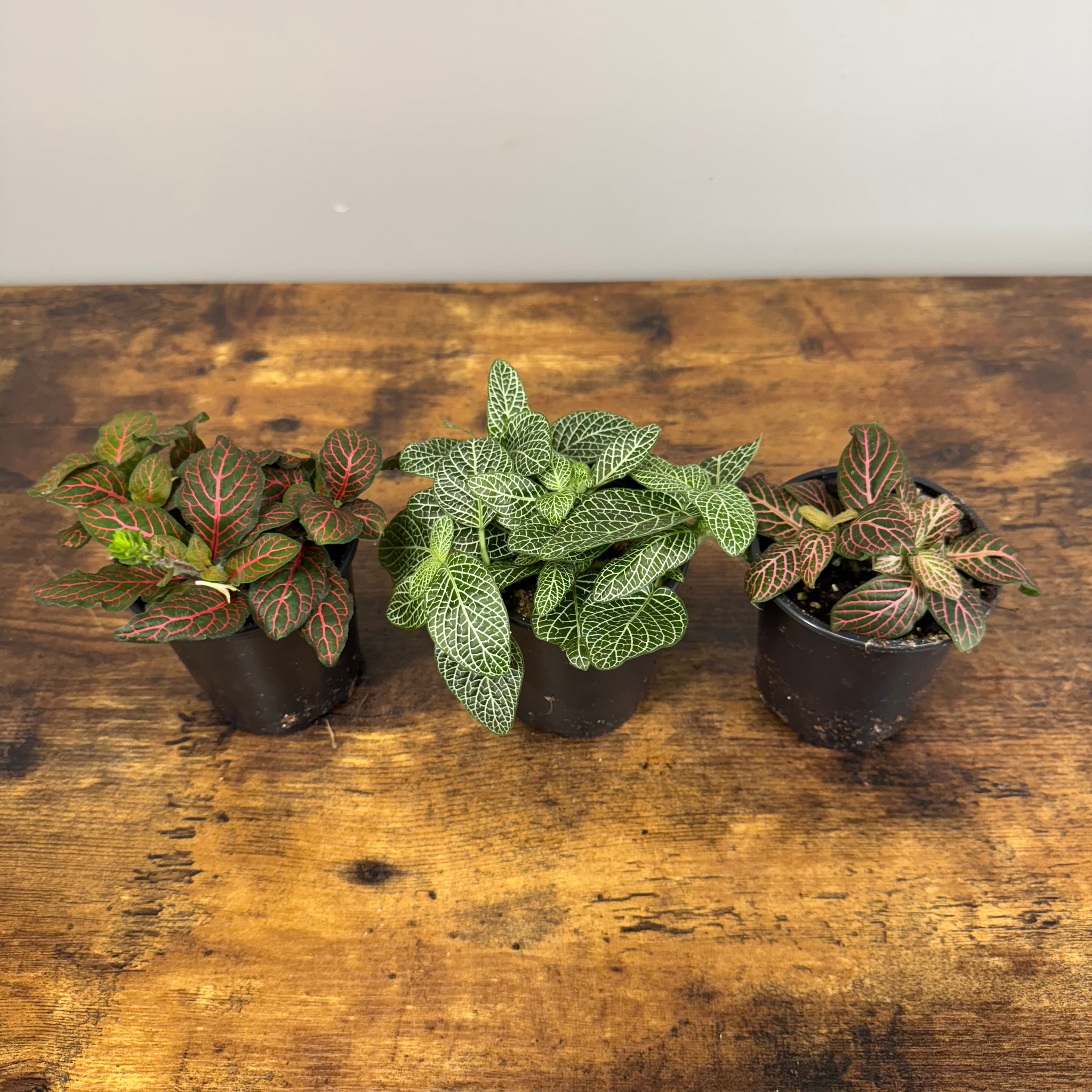 nerve plant indoor Fittonia Assorted Nerve Plant