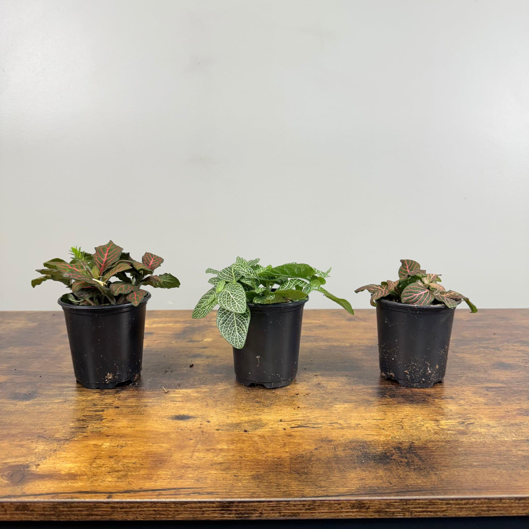 nerve plant indoor Fittonia Assorted Nerve Plant