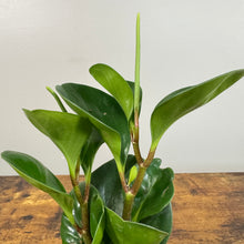 Load image into Gallery viewer, Peperomia obtusifolia Green