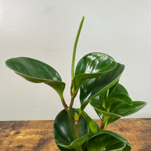 Peperomia obtusifolia Green