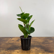 Load image into Gallery viewer, Peperomia obtusifolia Green