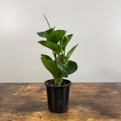 Peperomia obtusifolia Green