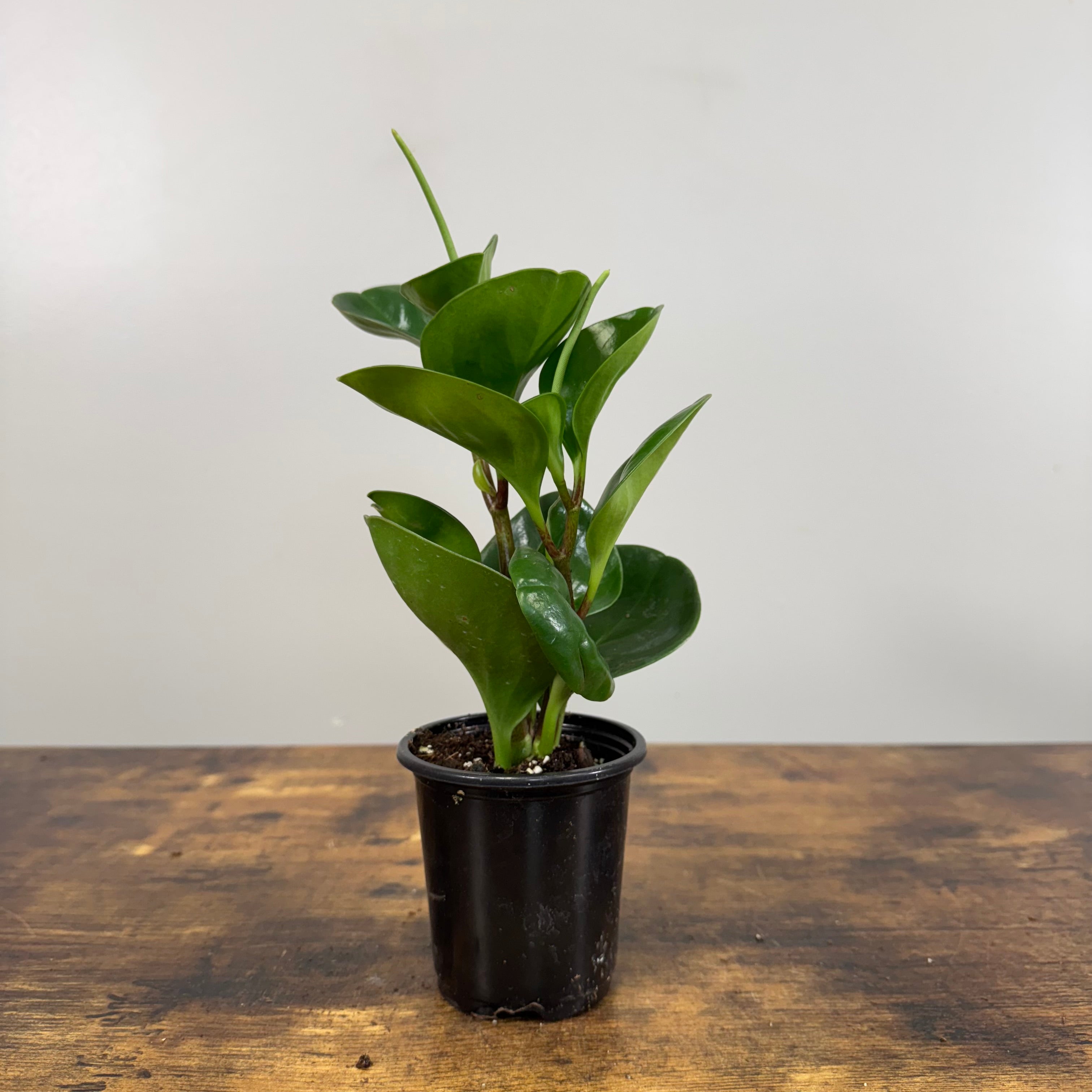 peperomia philodendron Peperomia obtusifolia Green