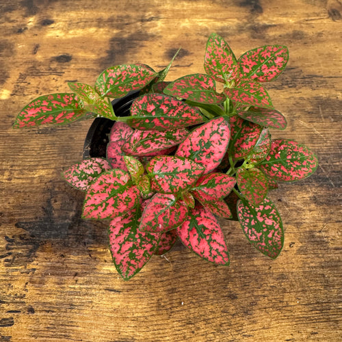 Hypoestes 'Polka Dot Plant'