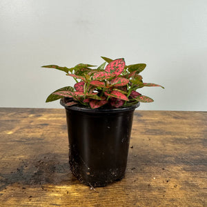 Hypoestes 'Polka Dot Plant'