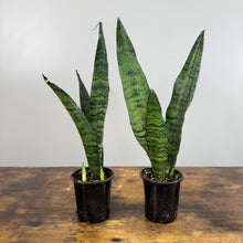 Load image into Gallery viewer, Sansevieria Assorted Snake Plant