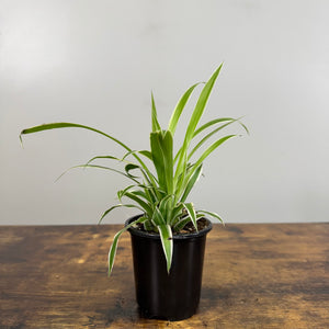 spider plant india Chlorophytum Assorted Spider Plant – Wasson Nursery