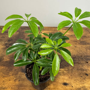 Tropical Houseplants Assorted