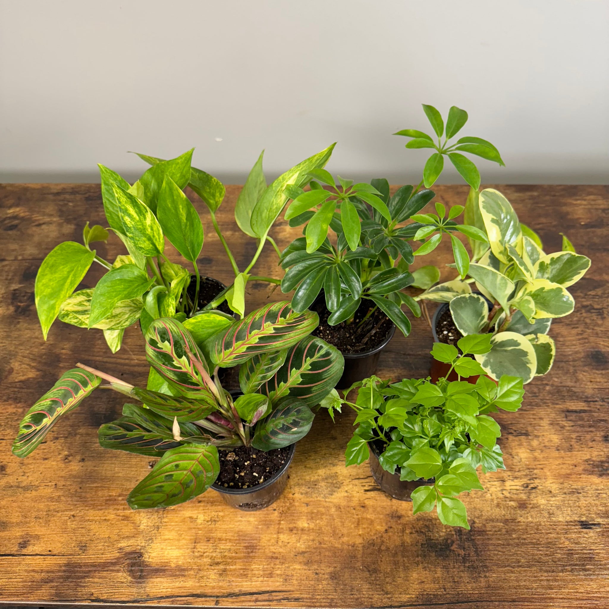 tropical house plants nursery Tropical Houseplants Assorted