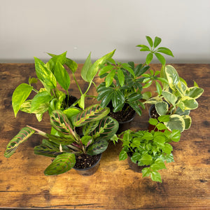 indoor tropical potted plants Tropical Houseplants Assorted
