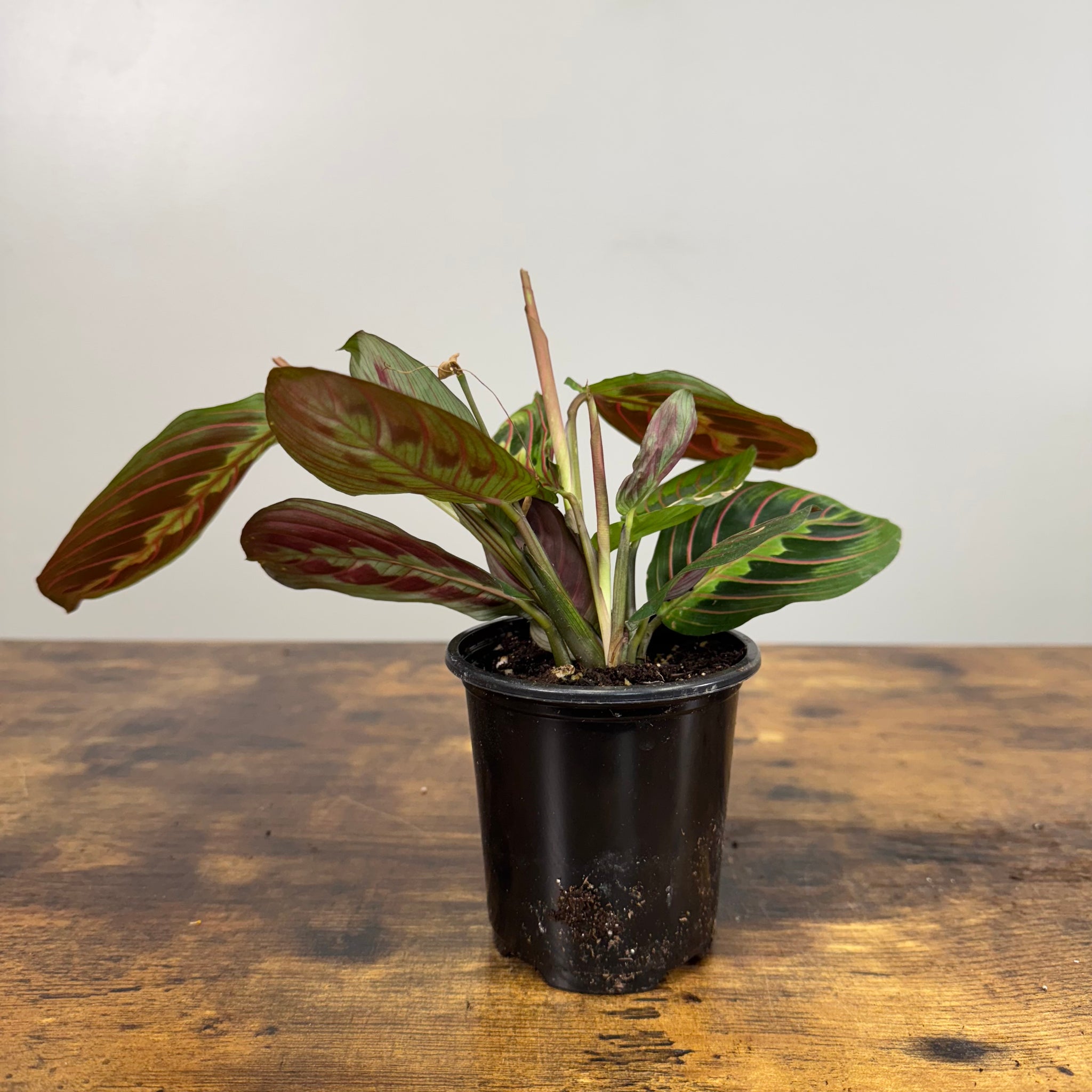 tropical house plant Tropical Houseplants Assorted