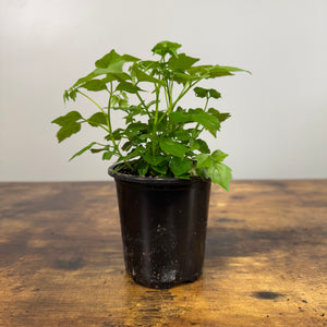 plastic house plant Tropical Houseplants Assorted
