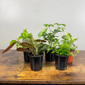 house plant nursery Tropical Houseplants Assorted