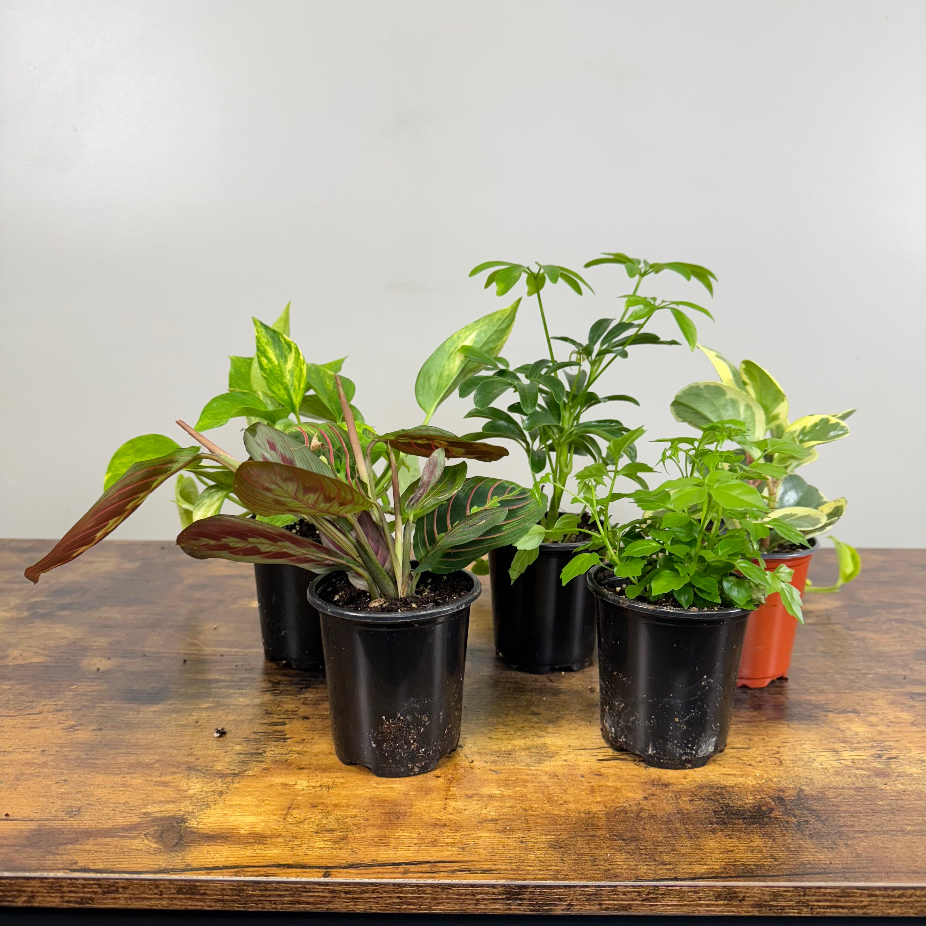 Tropical Houseplants Assorted - Ideal for Starters – Wasson Nursery