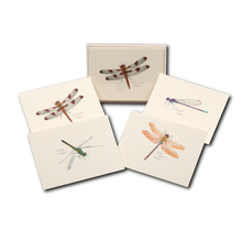 Load image into Gallery viewer, Set of five botanical illustration notecards featuring different dragonflies and damselflies on cream paper