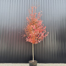 Load image into Gallery viewer, Maple Autumn Blaze