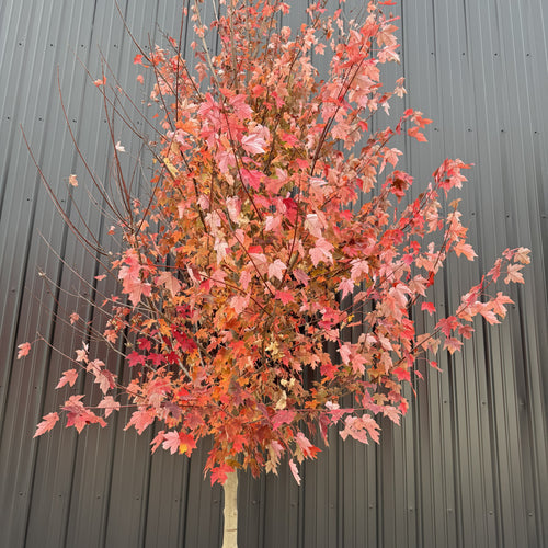 Maple Autumn Blaze