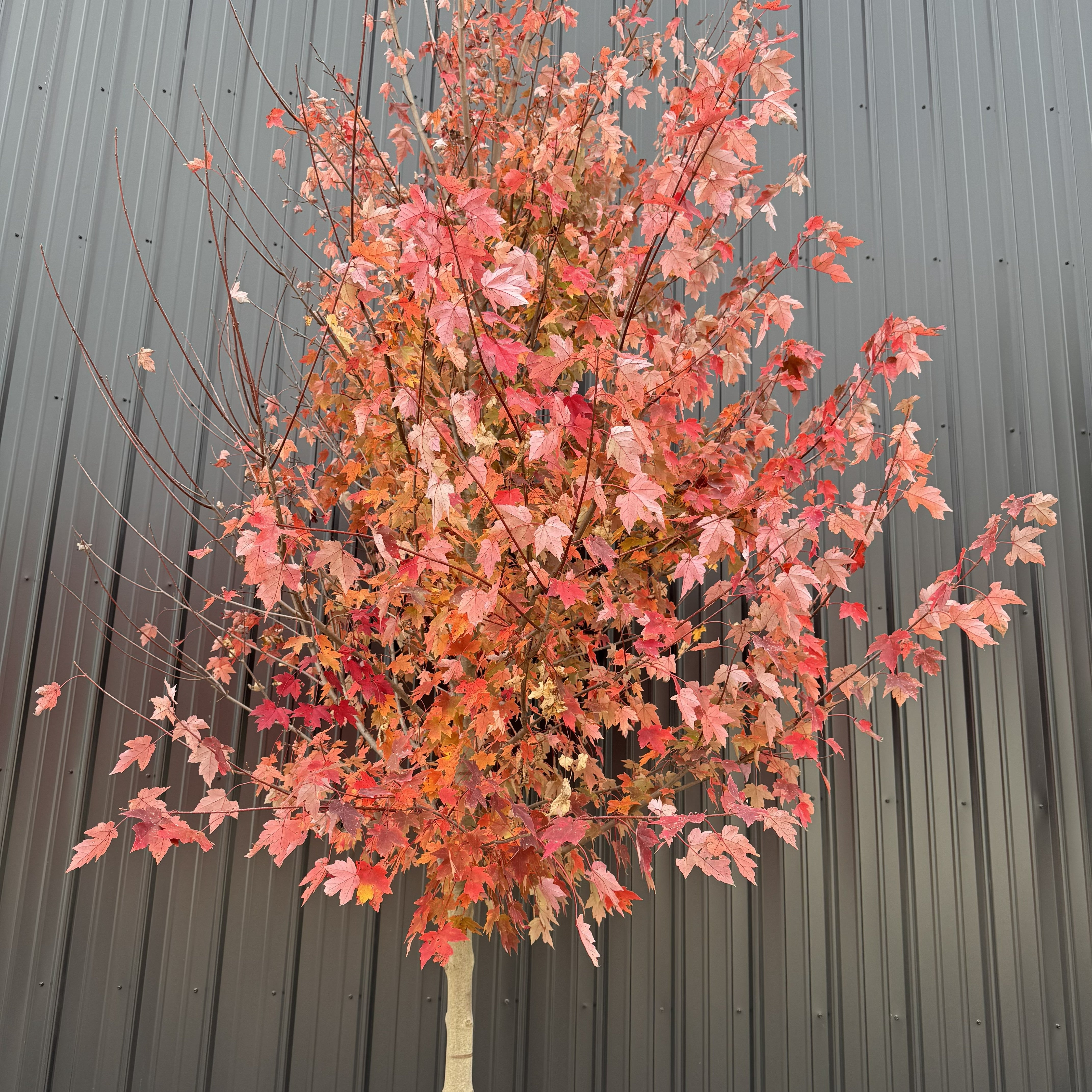Maple Autumn Blaze - Brilliant Fall Colors – Wasson Nursery