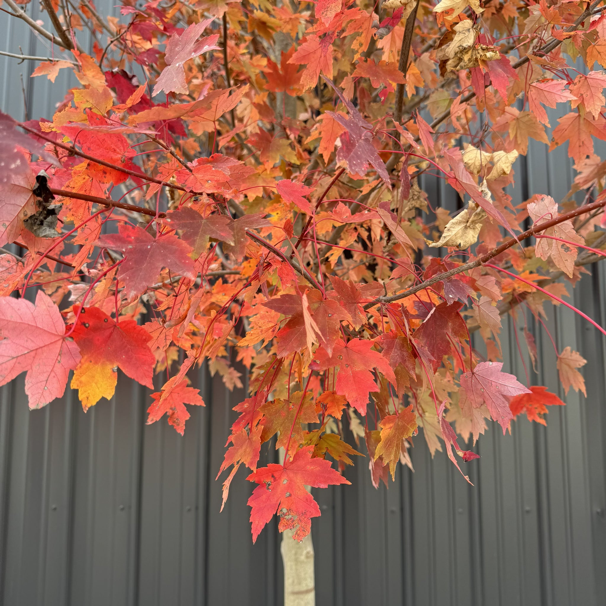 Maple Autumn Blaze - Brilliant Fall Colors – Wasson Nursery