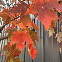 Load image into Gallery viewer, Maple Autumn Blaze