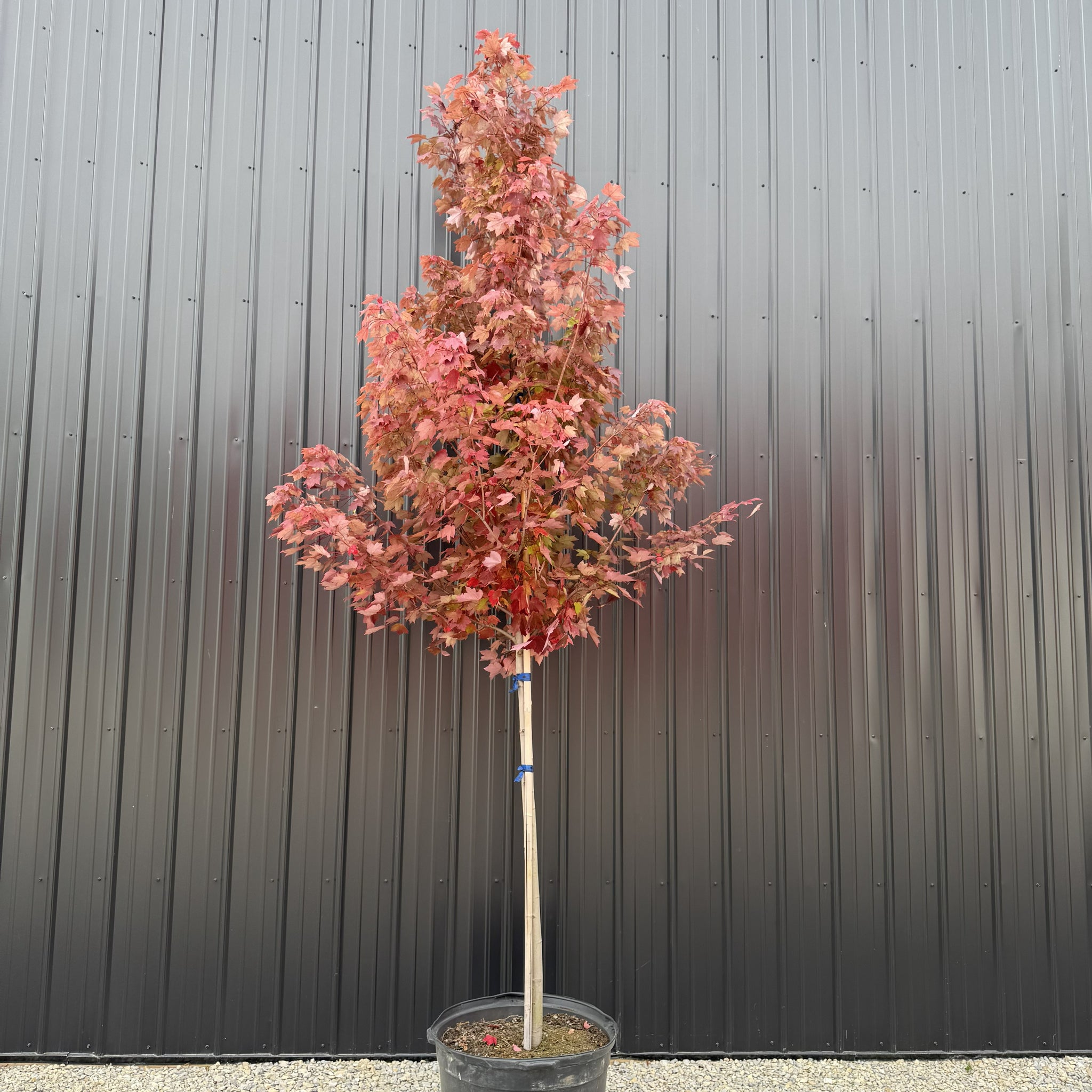 Maple Redpointe Tree - Vibrant Fall Colors & Hardy Growth – Wasson Nursery