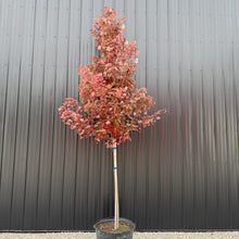 Load image into Gallery viewer, Maple Redpointe