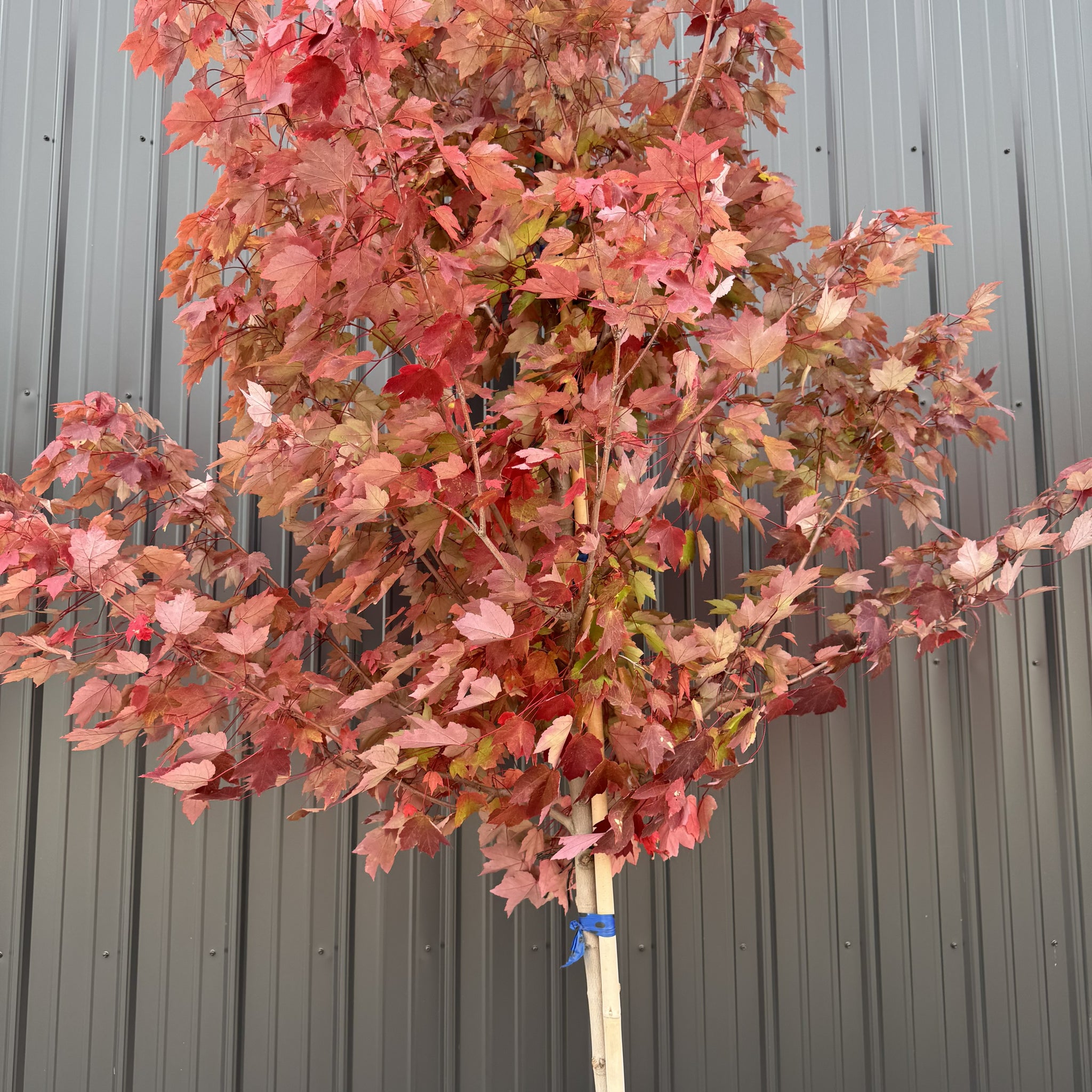 Maple Redpointe Tree - Vibrant Fall Colors & Hardy Growth – Wasson Nursery
