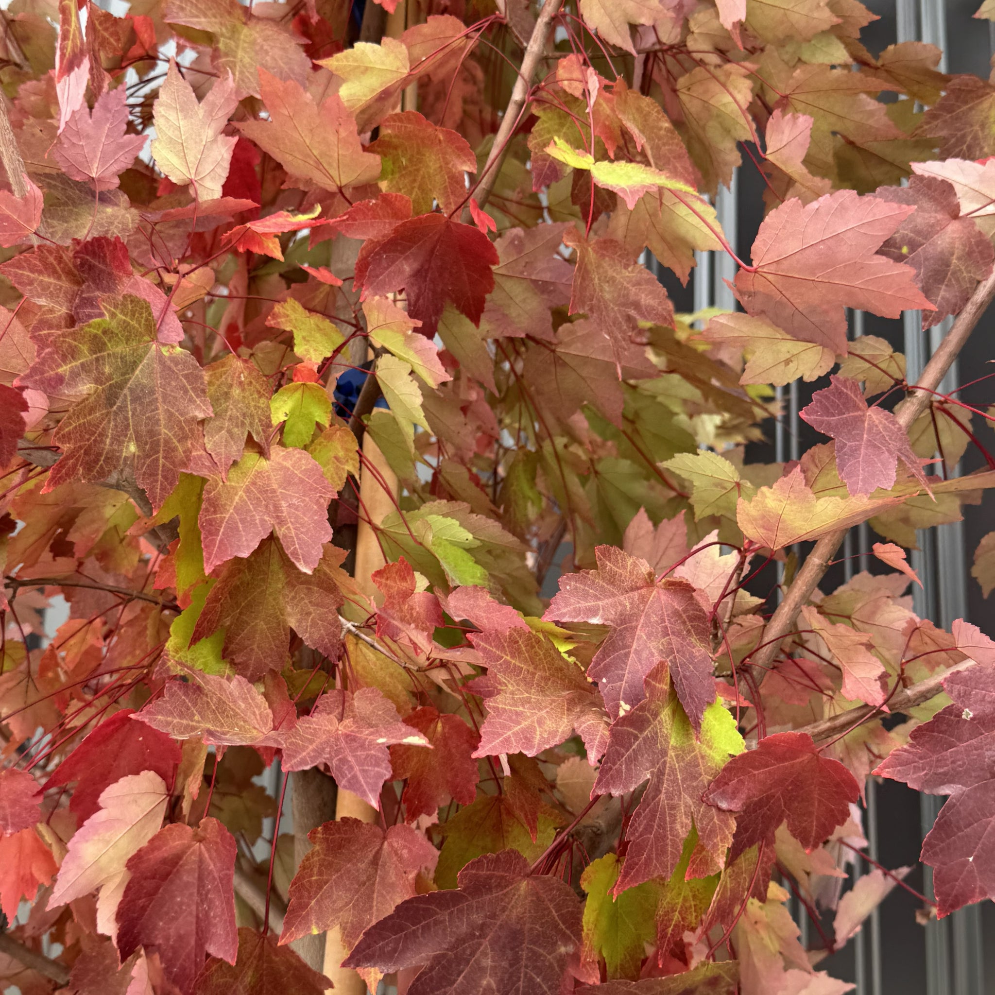 Maple Redpointe Tree - Vibrant Fall Colors & Hardy Growth – Wasson Nursery