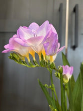 Load image into Gallery viewer, Freesia 'Annual'