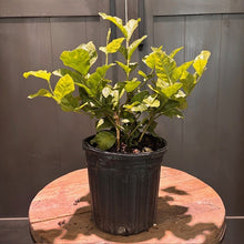 Load image into Gallery viewer, Jasminum 'Sambac' Jasmine