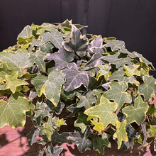 Load image into Gallery viewer, Hedera 'Gold Child' English Ivy