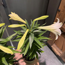 Load image into Gallery viewer, White lily flowers blooming from potted bulb plant with green foliage indoors
