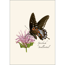Load image into Gallery viewer, Spicebush Swallowtail butterfly illustration on purple wildflower with green stem on cream background