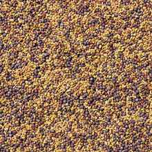 Load image into Gallery viewer, Small round sprouting seeds in golden yellow and purple colors densely packed together