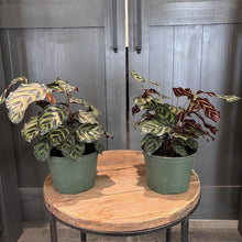Load image into Gallery viewer, Calathea Makoyana