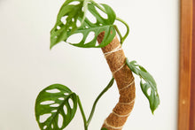 Load image into Gallery viewer, Coconut coir bendable grow pole supporting climbing monstera plant with fenestrated leaves
