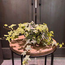 Load image into Gallery viewer, Hedera 'Gold Child' English Ivy