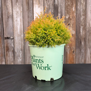 Arborvitae Fire Chief – Wasson Nursery