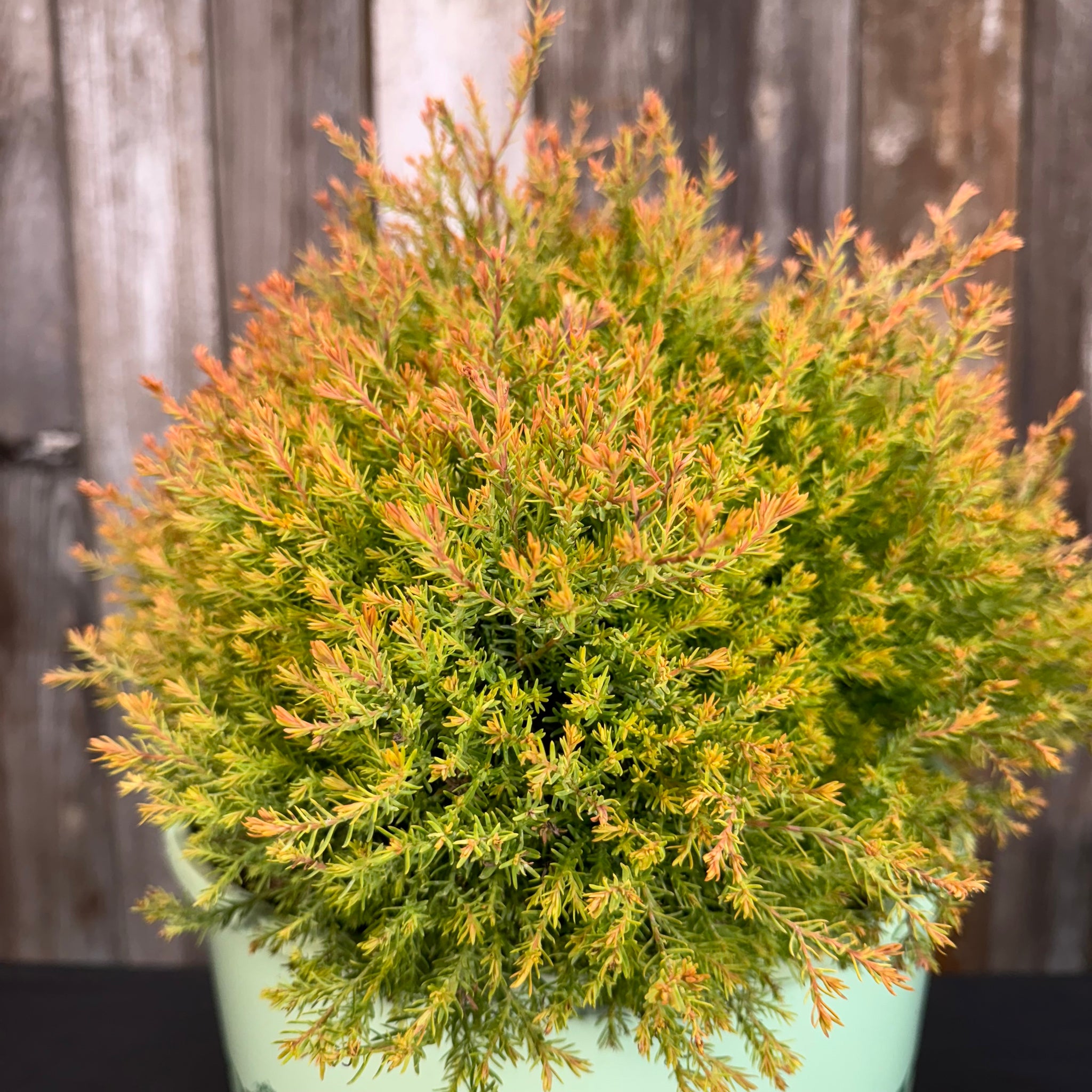 Load image into Gallery viewer, Arborvitae Fire Chief shrub in turquoise pot showing vibrant orange-tipped evergreen foliage