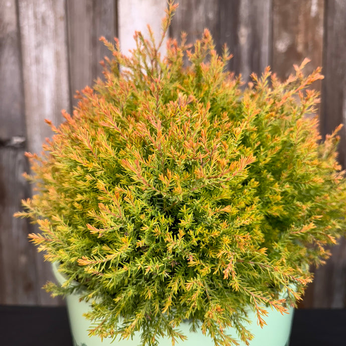 Arborvitae Fire Chief shrub in turquoise pot showing vibrant orange-tipped evergreen foliage