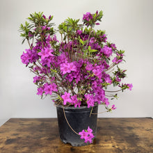 Load image into Gallery viewer, Azalea Karen