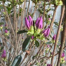 Load image into Gallery viewer, Azalea Karen