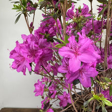 Load image into Gallery viewer, Azalea Karen