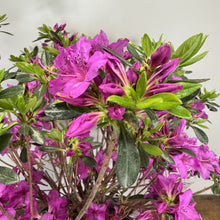 Load image into Gallery viewer, Azalea Karen