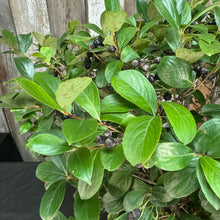 Load image into Gallery viewer, Chokeberry Low Scape Mound