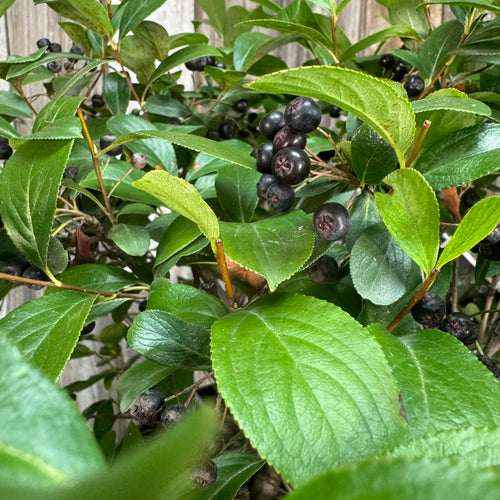 Chokeberry Low Scape Mound